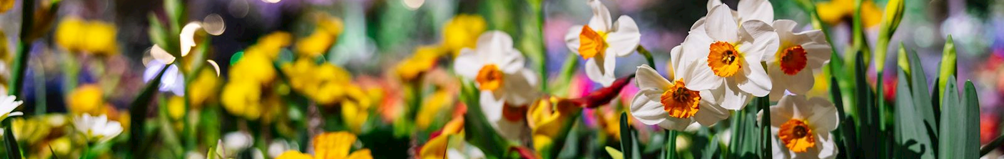 Philadelphia Flower Show